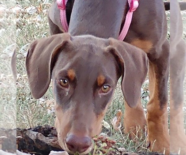 Medium Photo #7 Doberman Pinscher Puppy For Sale in Minneaoplis, MN, USA