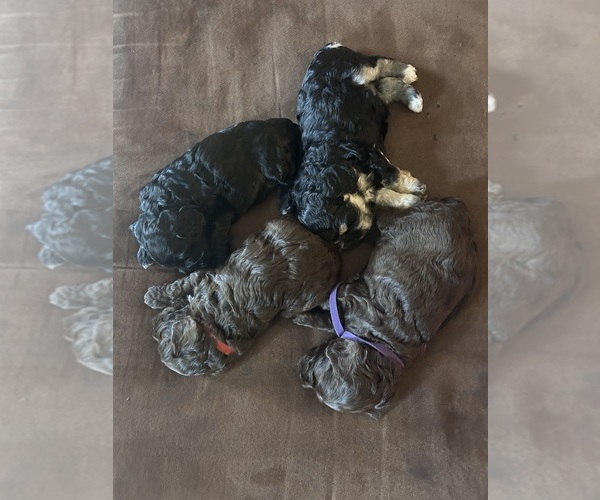 Medium Photo #1 Cockapoo (Miniature) Puppy For Sale in BLUE MOUNTAIN, MS, USA