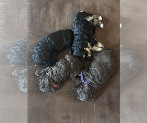 Cockapoo (Miniature) Puppy for sale in BLUE MOUNTAIN, MS, USA