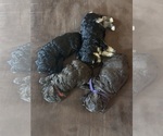 Small Cockapoo (Miniature)