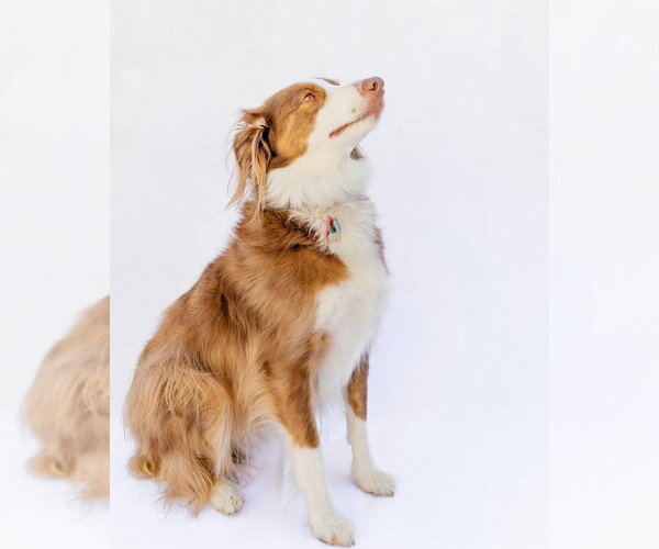 Medium Photo #7 Australian Shepherd-Unknown Mix Puppy For Sale in Salt Lake City, UT, USA