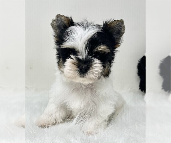 Medium Photo #2 Yorkshire Terrier Puppy For Sale in WINTER PARK, FL, USA