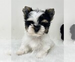 Small #1 Yorkshire Terrier
