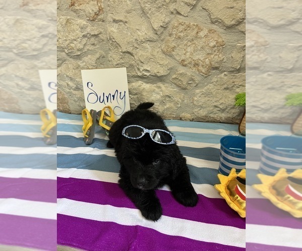 Medium Photo #1 Bernefie (pronounced burn-ah-fee) Puppy For Sale in SPRING BRANCH, TX, USA