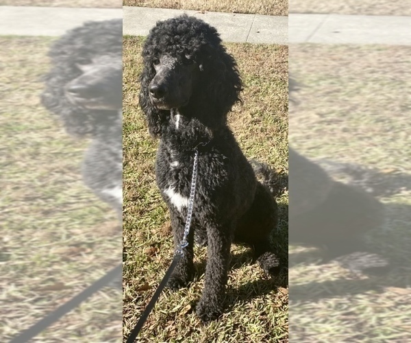 Medium Photo #1 Goldendoodle Puppy For Sale in SUMTER, SC, USA