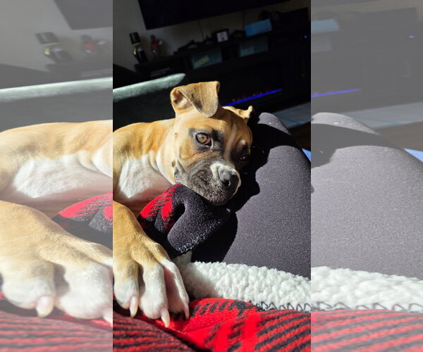 Medium Photo #6 Boxer Puppy For Sale in  Katy, TX, USA