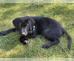 Small #1 Labrador Retriever Mix