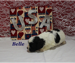 Small #7 Cavapoo