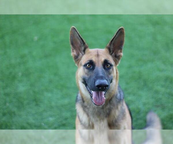 Medium Photo #1 German Shepherd Dog-Unknown Mix Puppy For Sale in Grand Prairie, TX, USA