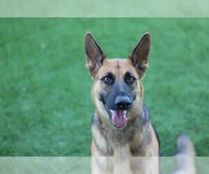 German Shepherd Dog-Unknown Mix Dogs for adoption in Grand Prairie, TX, USA