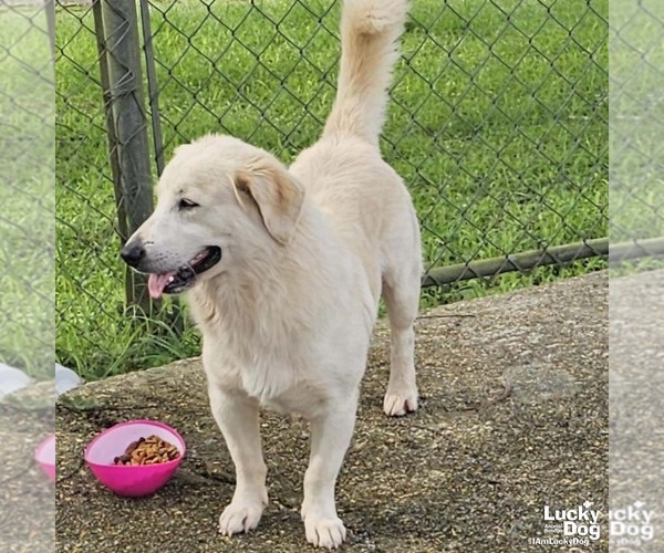 Medium Photo #1 Golden Labrador Puppy For Sale in Washington, DC, USA