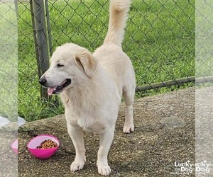 Golden Labrador Dogs for adoption in Washington, DC, USA