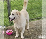 Small Golden Labrador