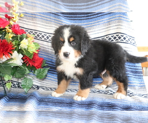 Bernese Mountain Dog Puppy for sale in SHILOH, OH, USA