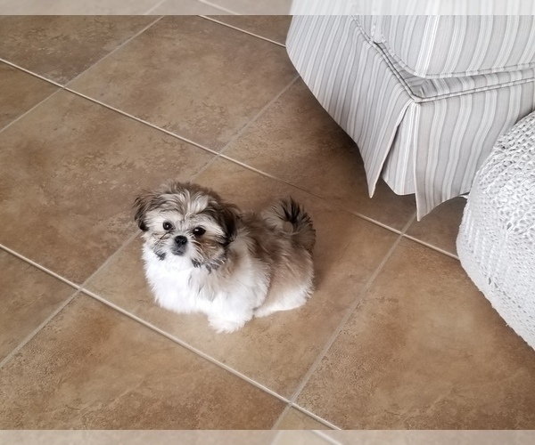 Medium Photo #6 Shih Tzu Puppy For Sale in FORT MYERS, FL, USA