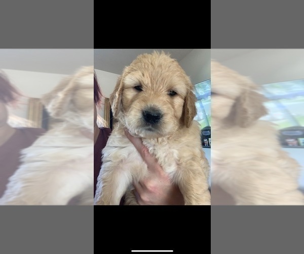Medium Photo #138 Goldendoodle Puppy For Sale in RATHDRUM, ID, USA