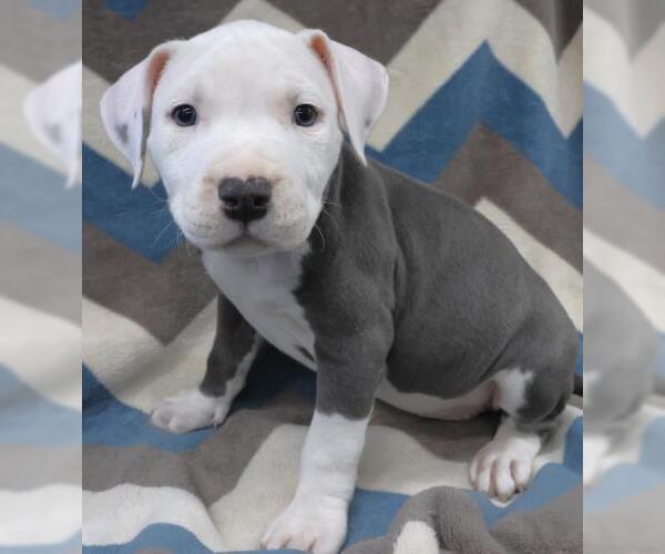 Medium Photo #1 Staffordshire Bull Terrier-Unknown Mix Puppy For Sale in Thief River Falls, MN, USA
