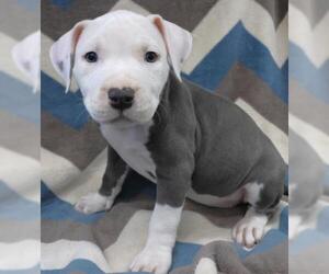 Staffordshire Bull Terrier-Unknown Mix Dogs for adoption in Thief River Falls, MN, USA