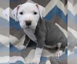 Small Staffordshire Bull Terrier Mix