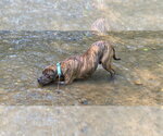 Small #4 Mutt