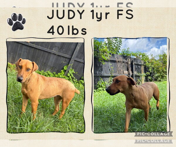 Medium Photo #1 Mutt Puppy For Sale in Woodbury, NY, USA