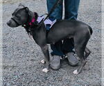 Small #19 American Pit Bull Terrier-Labrador Retriever Mix