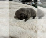 Puppy Puppy 1 French Bulldog