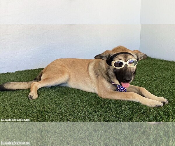 Medium Photo #8 German Shepherd Dog-Unknown Mix Puppy For Sale in San Diego, CA, USA