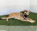 Small #7 German Shepherd Dog Mix