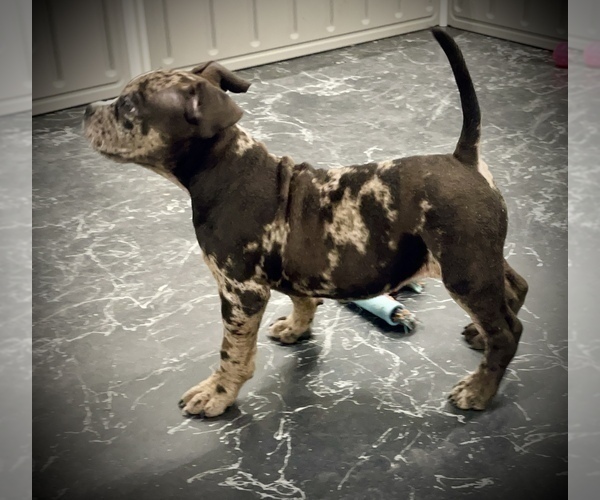 Medium Photo #14 American Bully Puppy For Sale in REESEVILLE, WI, USA