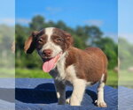 Small #1 Australian Shepherd-Chihuahua Mix