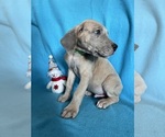 Puppy Scoob Great Dane