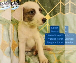 Jack Russell Terrier-Unknown Mix Dogs for adoption in Jefferson, NJ, USA