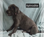 Small #9 Cane Corso