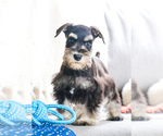 Small Photo #3 Schnauzer (Miniature) Puppy For Sale in SYRACUSE, IN, USA