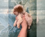 Small Maltipoo (Miniature)