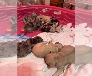 French Bulldog Puppy for sale in BAKERSFIELD, CA, USA