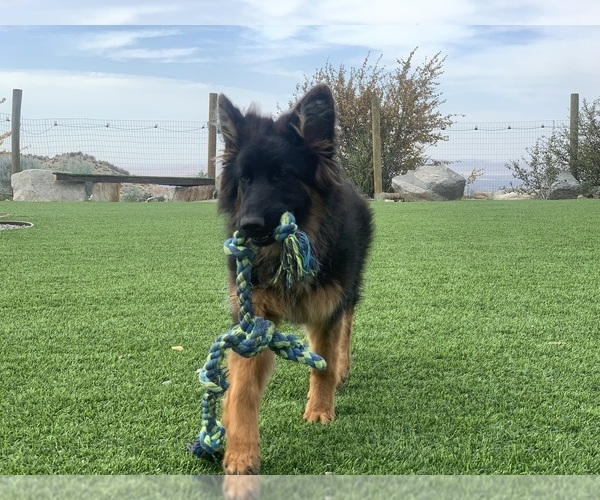 Medium Photo #31 German Shepherd Dog Puppy For Sale in PINON HILLS, CA, USA