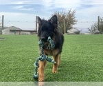 Small #30 German Shepherd Dog