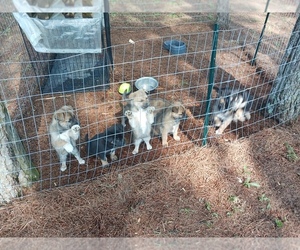 German Shepherd Dog-Malinois Mix Puppy for sale in OLD FORT, TN, USA