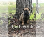 Small Photo #3 Belgian Malinois Puppy For Sale in FAIRFAX, GA, USA