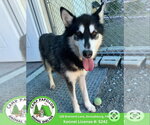 Sheera - Female Gerberian Shepsky Dog for Adoption - Small photo