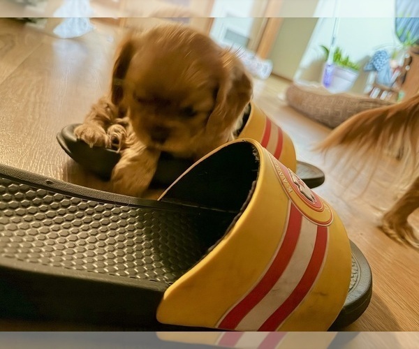 Medium Photo #5 Cavalier King Charles Spaniel Puppy For Sale in KANSAS CITY, MO, USA