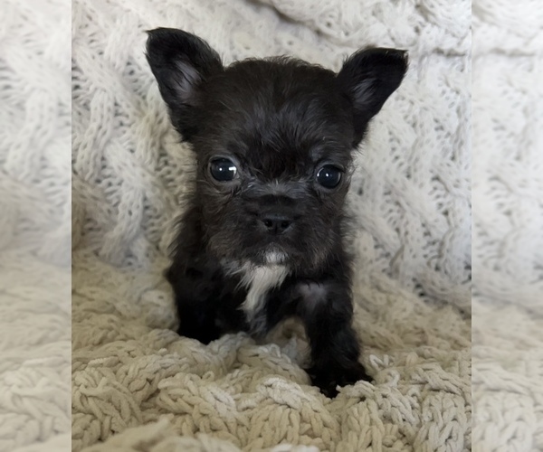Medium Photo #17 French Bulldog Puppy For Sale in DENTON, MD, USA