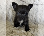 Small #16 French Bulldog