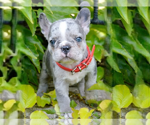 French Bulldog Puppy for sale in BOSTON, MA, USA