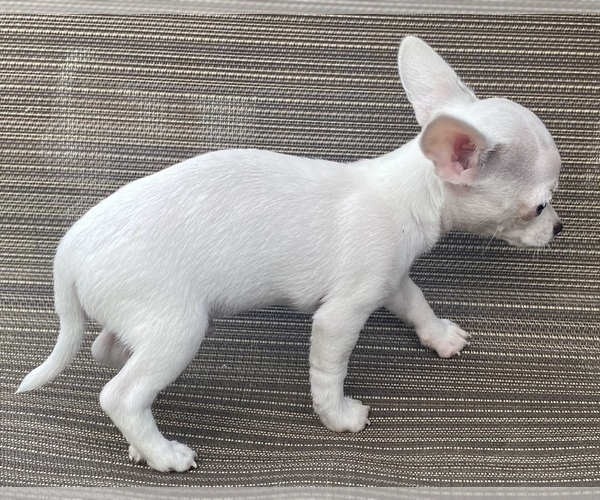 Medium Photo #12 Chihuahua Puppy For Sale in LEBANON, NJ, USA
