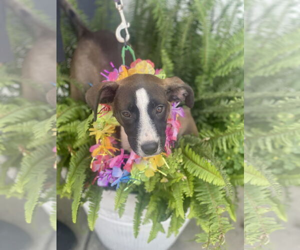 Medium Photo #11 Mutt Puppy For Sale in Mount Laurel, NJ, USA