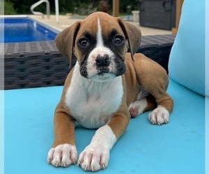 Boxer Puppy for sale in FRANKLIN, IN, USA