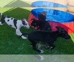Small Photo #13 Great Dane Puppy For Sale in MARICOPA, AZ, USA